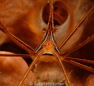 Yellowline Arrow crab close up. by Suzan Meldonian 